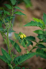 Bright yellow flowers of tomatoes. Tomato flowers on the stem,