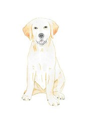 Watercolor illustration. Labrador retriever puppy. Hand painting. Isolated on white background.