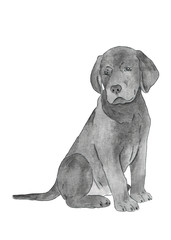 Watercolor illustration. Black labrador retriever puppy. Hand painting. Isolated on white background.
