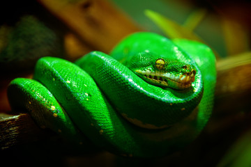 Green snake
