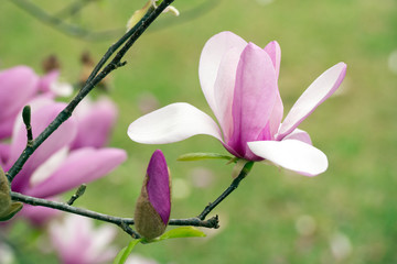 Pink blossoms on tulip tree in spring in sun