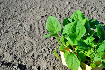 Seedlings of eggplant are on the ground in a plastic box for planting seedlings in the open ground....