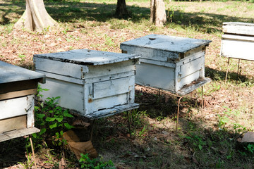 formation of bee family colonies in beekeeper apiary. beehive reproduction