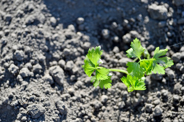 A young green celery seedling is planted in the open ground of the soil. The concept of agriculture. Background