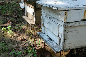 formation of bee family colonies in beekeeper apiary. beehive reproduction