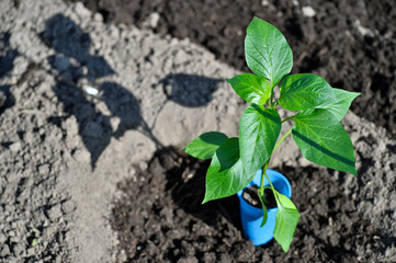 Young green pepper seedling in a Cup for seedlings is prepared for planting in the open ground of the soil. The concept of agriculture. Background