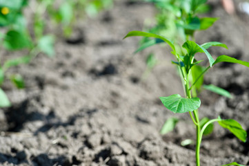 Young green seedlings of pepper seedlings are planted in a greenhouse in the open ground of the soil. The concept of agriculture. Background