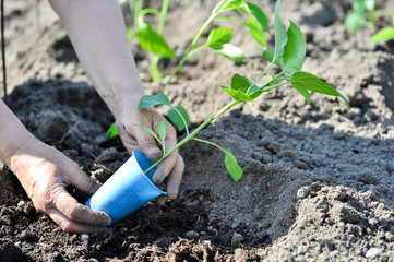 The woman's hand planted sprout seedlings of pepper on a country site in open ground. Close up