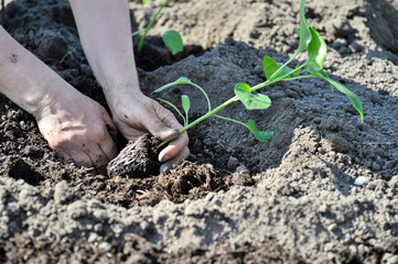 The woman's hand planted sprout seedlings of pepper on a country site in open ground. Close up