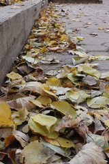 Path to Nature