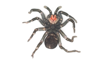 Close up of Chilean Rose Tarantula , Grammostola rosea