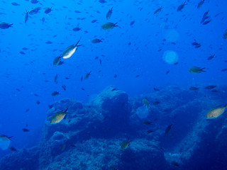 Fototapeta na wymiar peces en el fondo marino