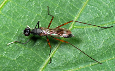 Macro Photo of Stilt-Legged Fly or Rainieria antennaepes on Green Leaf