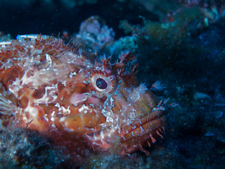 fish on the sea floor