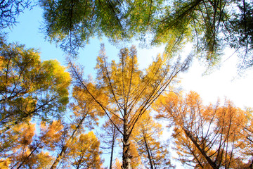 Pine branches in the sky