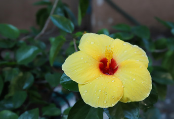 Closeup of red yellow hibiscus flower with water droplets.