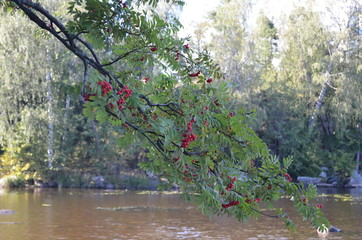Red berries