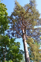 Russian nature in autumn. Viborg