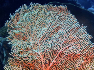 Naklejka na ściany i meble Gorgonian coral