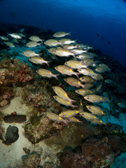 fish on the sea floor