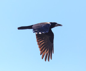 raven in flight in the blue sky