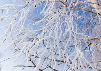 Frozen branches on a tree against a blue sky