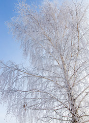 Frozen branches on a tree against a blue sky