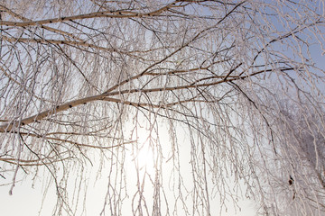 Frozen branches on a tree against a blue sky