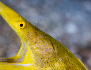 fish on the sea floor