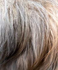 Wool on a dog as an abstract background