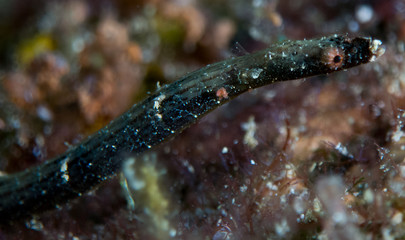 fish on the sea floor