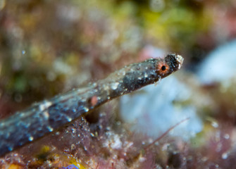 fish on the sea floor