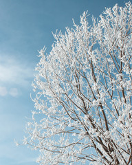 branches covered with snow in the sky