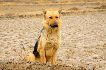 Pet dogs in the fields