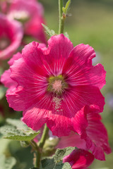 Hollyhocks blooming in  garden