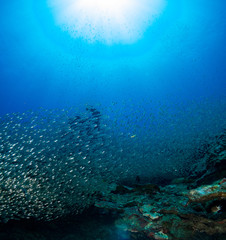 Naklejka na ściany i meble fish on the sea floor
