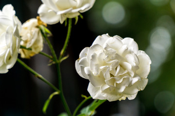 Blooming rose petals