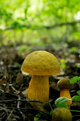 Dubovik mushroom in the forest