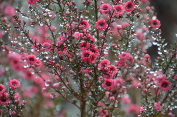 雨上がりで沢山の水滴をつけたギョリュウバイ（檉柳梅）