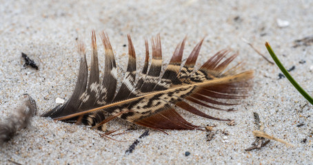 Vogelfeder am Strand