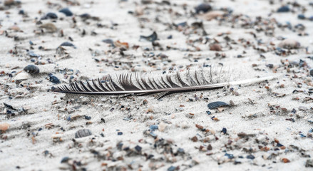 Vogelfeder am Strand