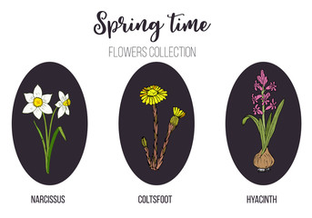 Spring flowers set coltsfoot, hyacinth, narcissus
