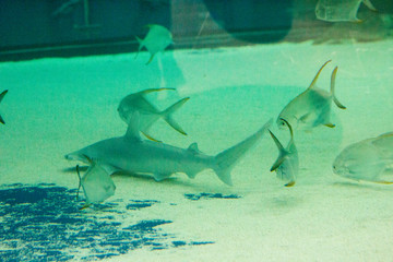 fish on the sea floor