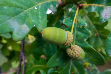green acorns on the branch macro