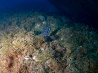 Naklejka na ściany i meble fish on the sea floor