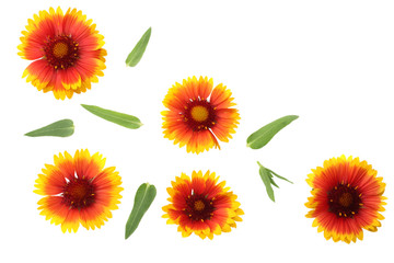 yellow flower with green leaf isolated on white background. top view