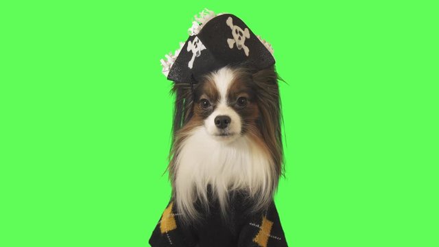 Beautiful dog Papillon in pirate costume is talking on green background stock footage video