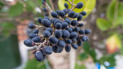 grapes on the vine