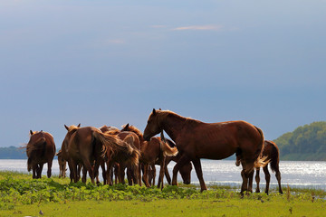 Herd wild horses graze in the meadow near the water before the rain