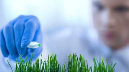 Agronomist breeding new variety of wheat, experimenting with mineral fertilizers